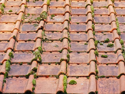 UPGREEN demoussage tuiles mousses Vue rapprochée d’un toit en tuiles recouvert partiellement de mousse, illustrant la nécessité d’un démoussage pour préserver l’étanchéité et la durabilité de la toiture.